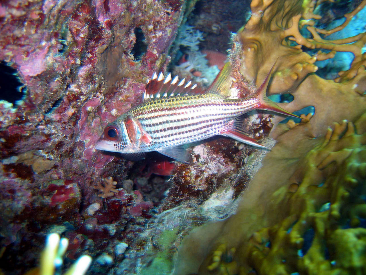 Neoniphon sammara (Pesce scoiattolo di Sammara)